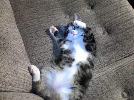 Blanding af racer Mille - Mille ligger og skaber sig lidt.... billede 9