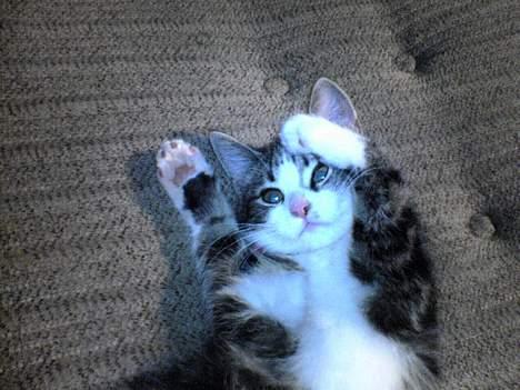 Blanding af racer Mille - Gud, Er I der?? billede 10