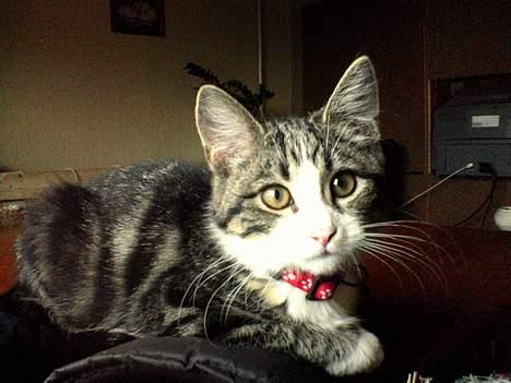 Blanding af racer Mille - Halløjsa!! billede 11