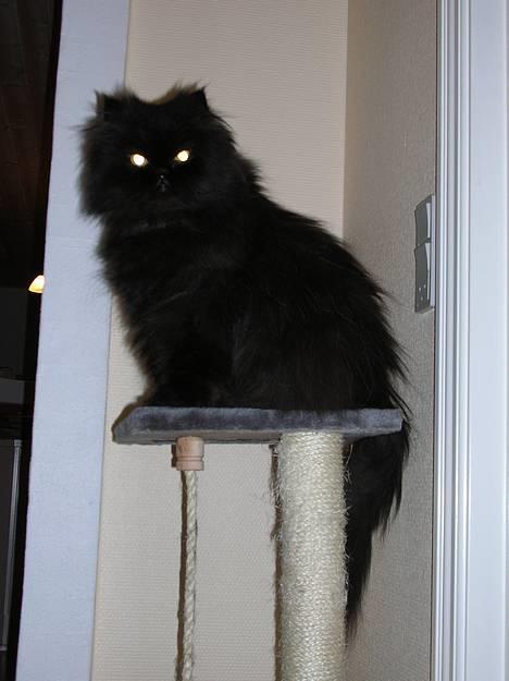 Perser HANkatten Lady - Hej Lady her, jeg er kongen her... Dette er min trone billede 1