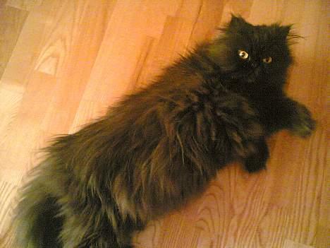 Perser HANkatten Lady - Far, er det ikke sådan den Peugeot løve gør? billede 2