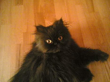 Perser HANkatten Lady - Jeg ved godt jeg er lækker =) billede 3