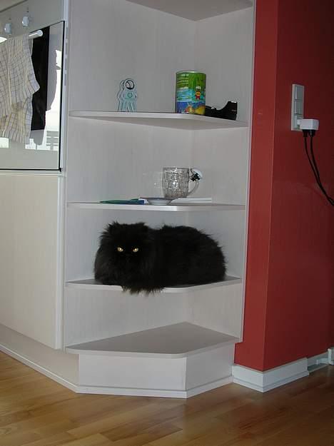 Perser HANkatten Lady - Man ligger åbenbart godt på den her hylde... Her ligger han tit! billede 4