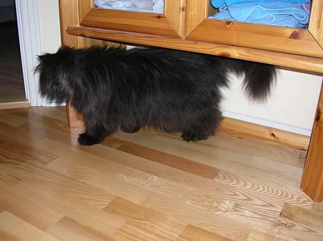 Perser HANkatten Lady - uuhh... hvad sker der her henne? billede 5