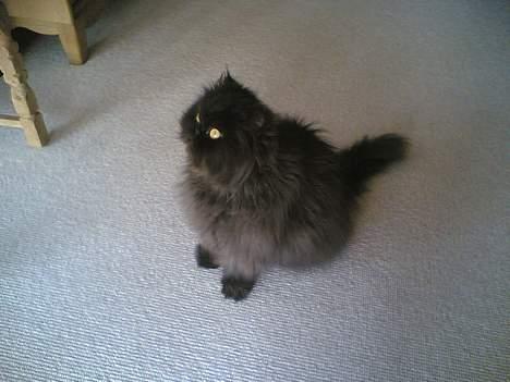 Perser HANkatten Lady - Kigger ud mod den store verden (stort gulv-til-loft-vindue foran ham) billede 6