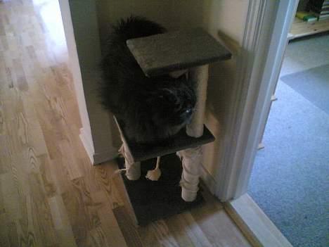 Perser HANkatten Lady - God udsigt herfra :) billede 7