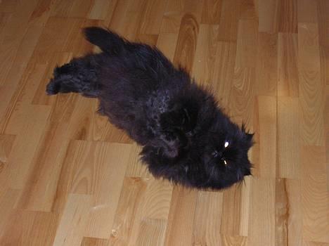 Perser HANkatten Lady - Come on, klø mig nu på maven... billede 8