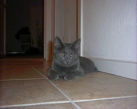 Russian Blue My (Død 29-1-06)  - jaja den er god med dig :) billede 1