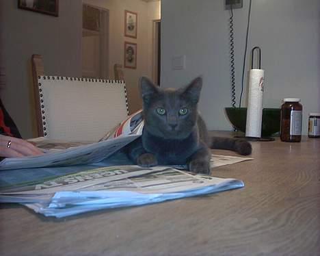 Russian Blue My (Død 29-1-06)  - Jeg elsker at læse avis :) billede 2