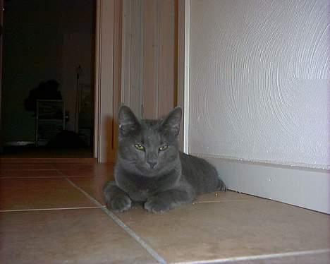 Russian Blue My (Død 29-1-06)  - smil :) billede 3