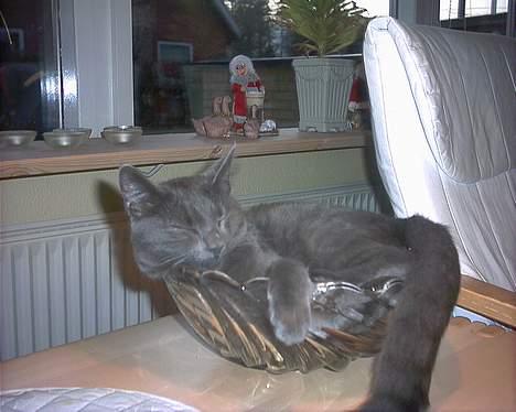 Russian Blue My (Død 29-1-06)  - arrh det er dejligt at hvile sig :) er jeg ikke bare nuttet? billede 4