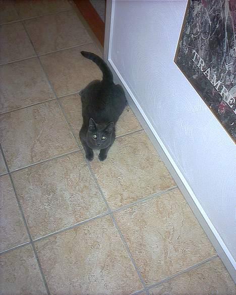 Russian Blue My (Død 29-1-06)  - heej ;) se jeg har kyllinge ben  billede 5