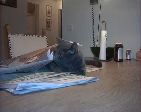 Russian Blue My (Død 29-1-06)  - skulle lige læse lidt mere avis :D billede 6