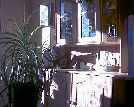 Russian Blue My (Død 29-1-06)  - den lille Jæger sniger sig ind på sit bytte :´D billede 7