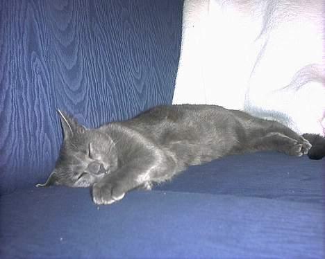 Russian Blue My (Død 29-1-06)  - er jeg ikke bare sød når jeg sover ?  billede 8