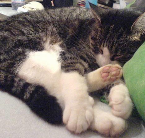 Huskat mille<3 billede 17