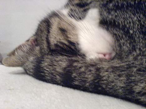 Huskat mille<3 billede 18