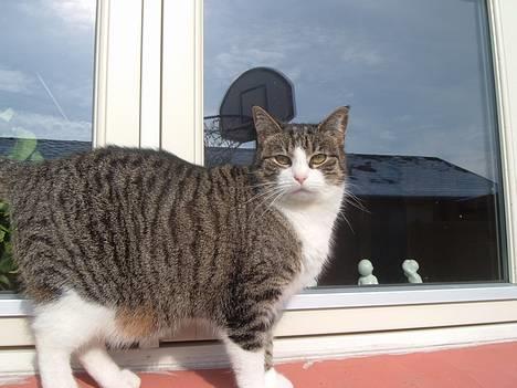 Huskat mille<3 - stoor farlig misser:) billede 19