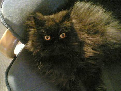 Perser HANkatten Lady - Hva vil du? Jeg ligger lige her og nyder solen... billede 9