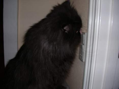 Perser HANkatten Lady - hmm, mon den her stikkontakt smager godt? billede 10