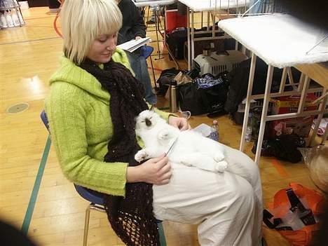 Hellig Birma Europa - (død 13/3-06) - Det er nu dejligt at være på udstilling med mor :) (Hjallerup 20-11-05) billede 18