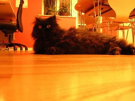 Perser HANkatten Lady - Hej fjols, hvorfor stillede du kameraet der? billede 12