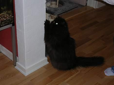 Perser HANkatten Lady - Kom herned så skal jeg flå dig til småstykker... billede 13