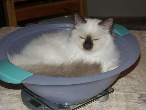 Hellig Birma Europa - (død 13/3-06) - Så bli´r jeg lige vejet nede hos min opdrætter (Brovst 20-11-05) billede 20