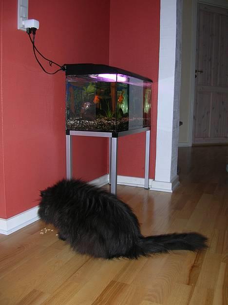 Perser HANkatten Lady - Mums... fiske foder! billede 14