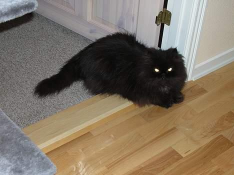 Perser HANkatten Lady - Hva glor du på? billede 15