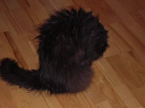 Perser HANkatten Lady - Så skal der rengøres! -utroligt at katte ikke får ondt i ryggen.... billede 16