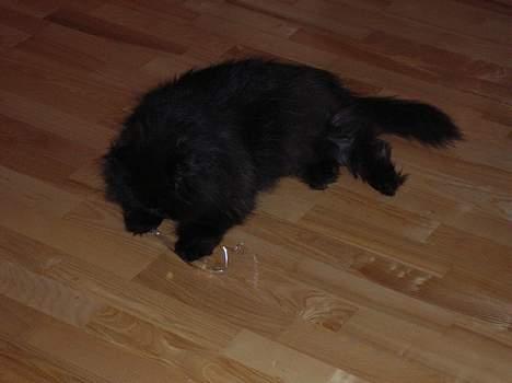 Perser HANkatten Lady - Selv et lille stykke plast papir kan man få meget sjov ud af billede 17