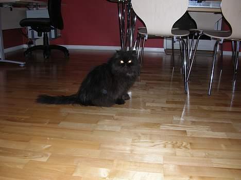 Perser HANkatten Lady - Det var noget af en blits det der far, tænk dog på mine stakkels øjne! billede 18