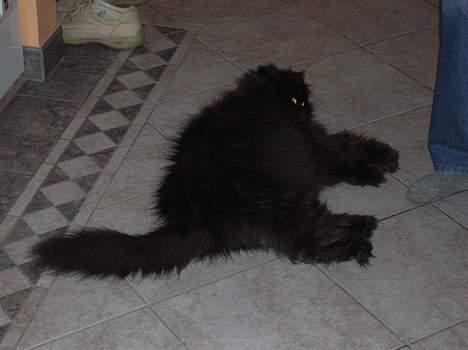 Perser HANkatten Lady - Ahhh gulvvarme... billede 19