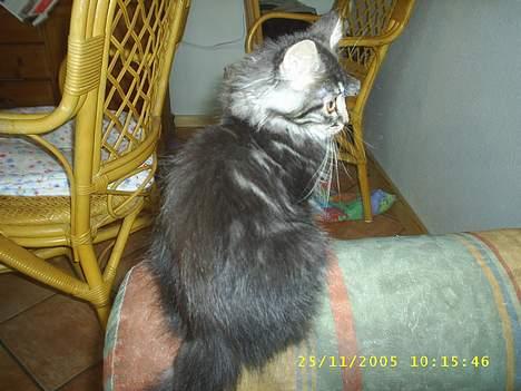Maine Coon becka billede 9