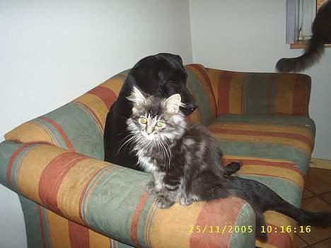 Maine Coon becka - hjælp der seder en hund men lidt sød er hun vel billede 10