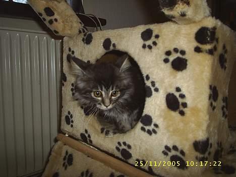 Maine Coon becka billede 11