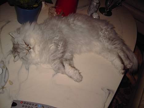 Perser Baltazzar - uha uha jeg ligger hvor jeg ikke må men , skidt med det jeg er jo dejlig hihi billede 13