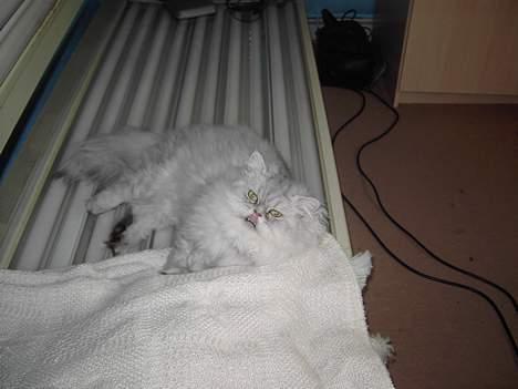 Perser Baltazzar - morrr kom så og tænd den sol , jeg frygser billede 14