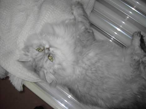 Perser Baltazzar - nåå da kom du det var godt mor billede 15