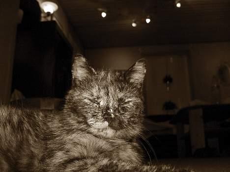 Blanding af racer Whisky billede 4