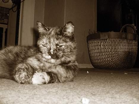 Blanding af racer Whisky billede 5