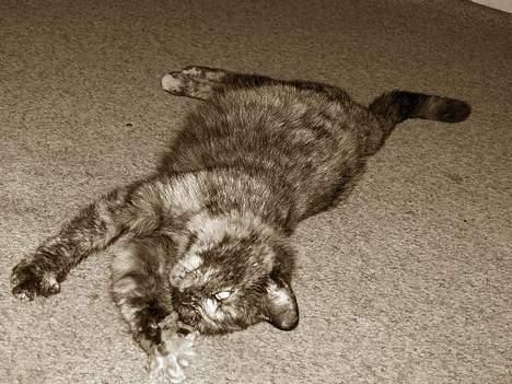 Blanding af racer Whisky billede 6