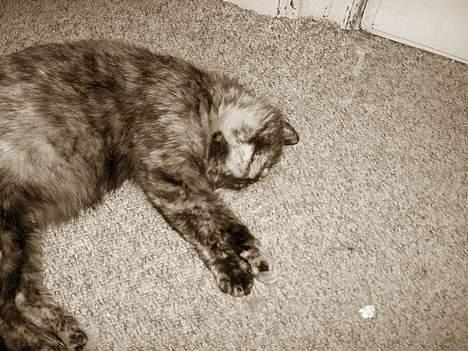 Blanding af racer Whisky billede 7