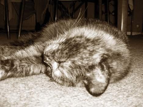 Blanding af racer Whisky billede 8