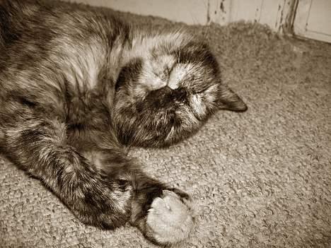 Blanding af racer Whisky billede 9