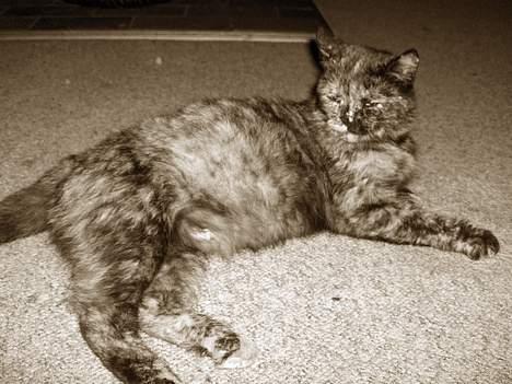 Blanding af racer Whisky billede 10