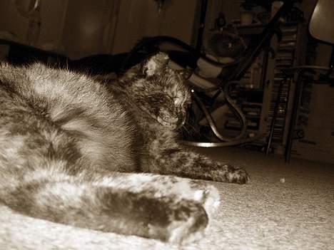 Blanding af racer Whisky billede 11