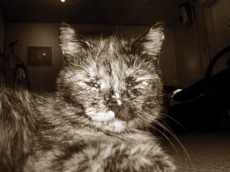 Blanding af racer Whisky billede 12