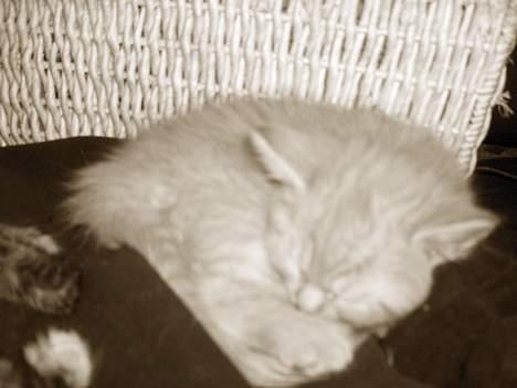 Blanding af racer Whisky's killinger:) billede 2